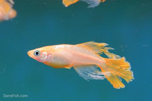 Sunrise Halfmoon Medaka Ricefish