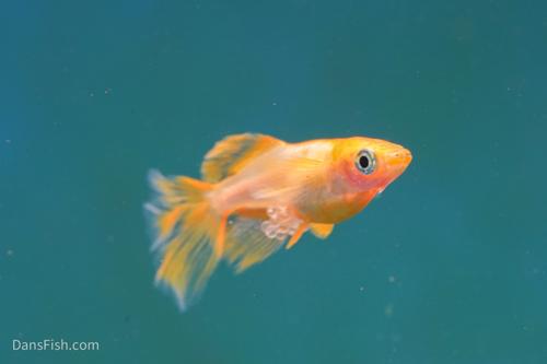 Sunrise Halfmoon Medaka Ricefish