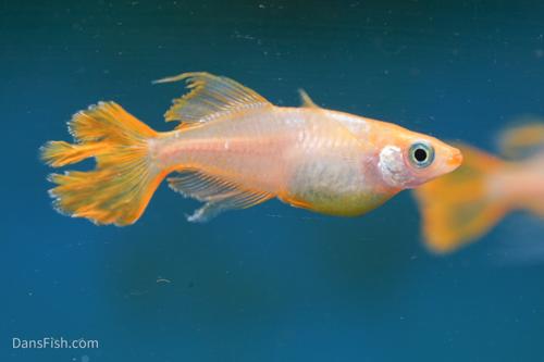 Sunrise Halfmoon Medaka Ricefish