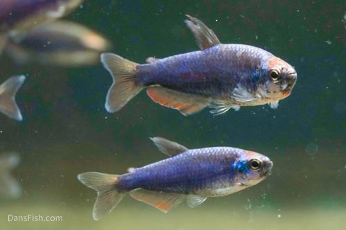 Super Blue Emperor Kerri Tetra