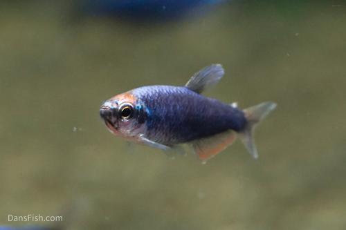 Super Blue Emperor Kerri Tetra