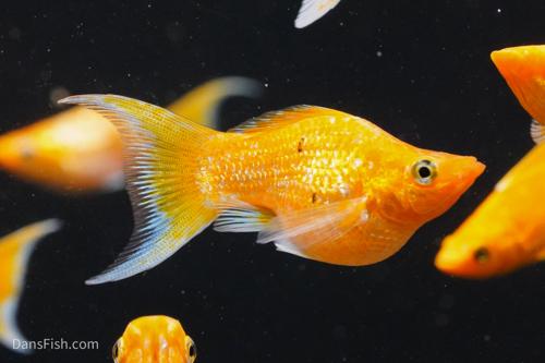 Super Gold Lyretail Molly, Pair (1M1F)