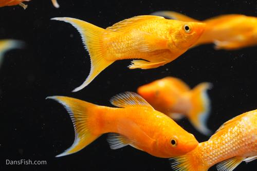 Super Gold Lyretail Molly, Pair (1M1F)