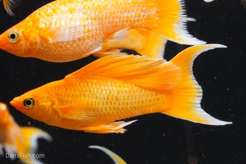 Super Gold Lyretail Molly, Pair (1M1F)