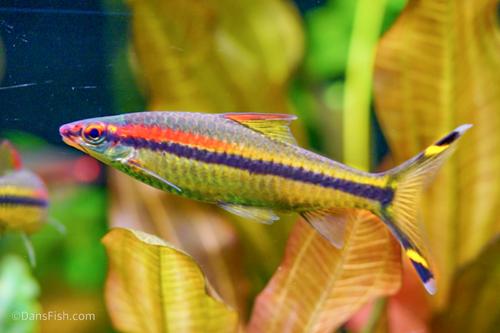 Transitioned Gold Roseline Barb