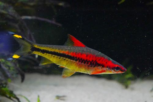 Transitioned Gold Roseline Barb