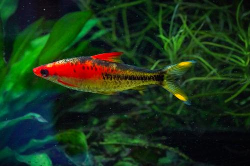 Transitioned Gold Roseline Barb