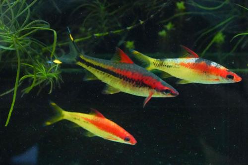 Transitioned Gold Roseline Barb