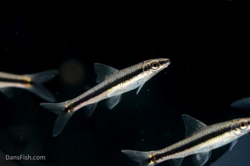 True Siamese Algae Eaters