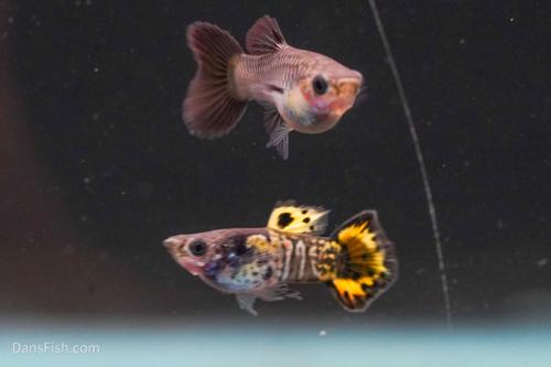Yellow Galaxy Sunset Guppy, Pair (1M1F)