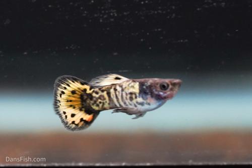 Yellow Galaxy Sunset Guppy, Pair (1M1F)