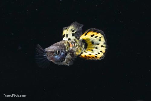 Yellow Galaxy Sunset Guppy, Pair (1M1F)