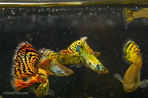 Yellow Galaxy Sunset Guppy, Trio (1M2F)