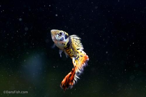 Yellow Galaxy Sunset Guppy, Trio (1M2F)
