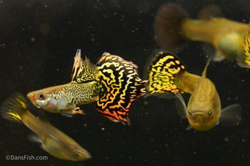 Livebearers