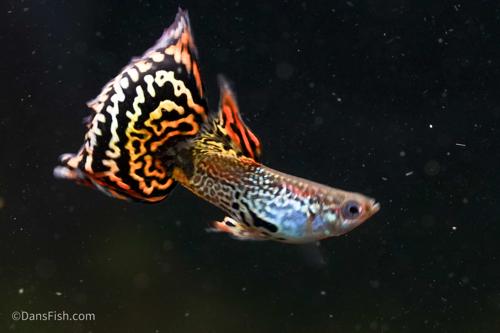 Yellow Galaxy Sunset Guppy, Trio (1M2F)