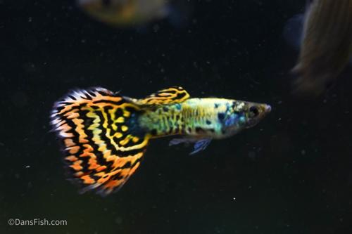 Yellow Galaxy Sunset Guppy, Trio (1M2F)