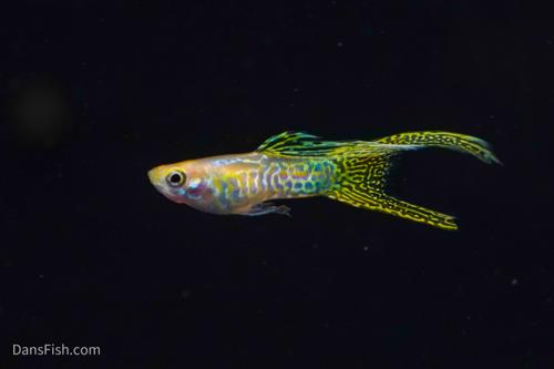 Yellow Lace Double Sword Guppy, Reverse Trio (2M1F)