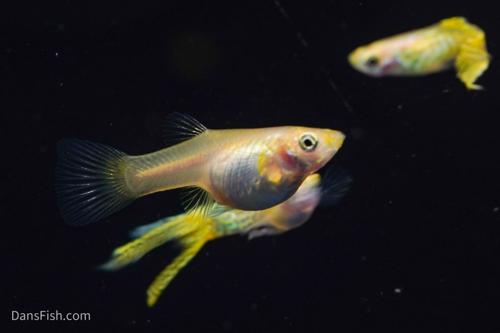 Yellow Lace Double Sword Guppy, Reverse Trio (2M1F)