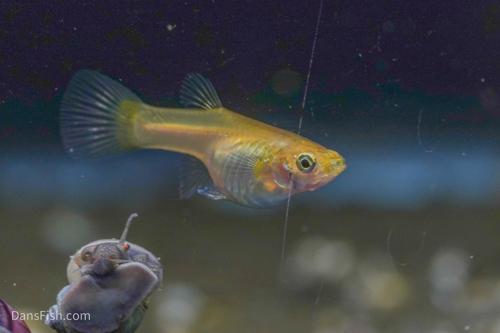 Yellow Lace Double Sword Guppy, Reverse Trio (2M1F)
