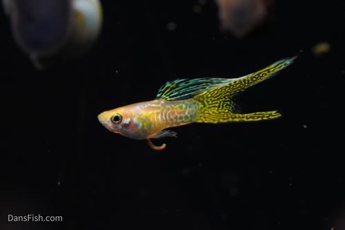 Yellow Lace Double Sword Guppy, Reverse Trio (2M1F)