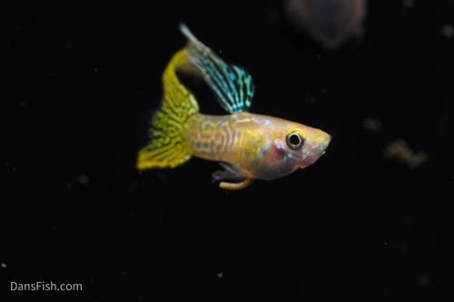 Yellow Lace Double Sword Guppy, Reverse Trio (2M1F)
