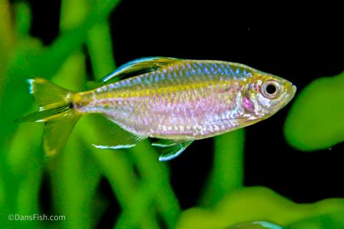 Yellow Tail Congo Tetra