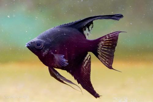 Black Zebra Lace Angelfish