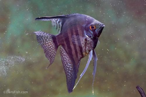 Black Zebra Lace Angelfish
