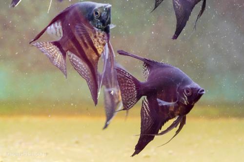 Black Zebra Lace Angelfish