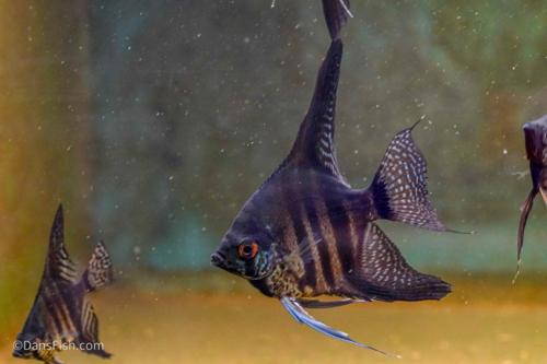 Black Zebra Lace Angelfish