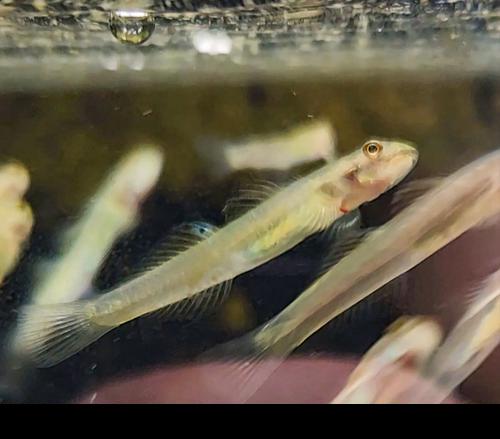 Lentipes sp. 'Palau'