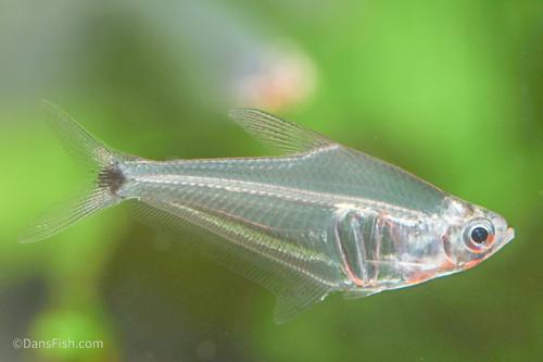 𝜋 Pi Tetra 𝜋