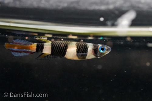 Clown Killifish (Epiplatys annulatus) - Dan's Fish