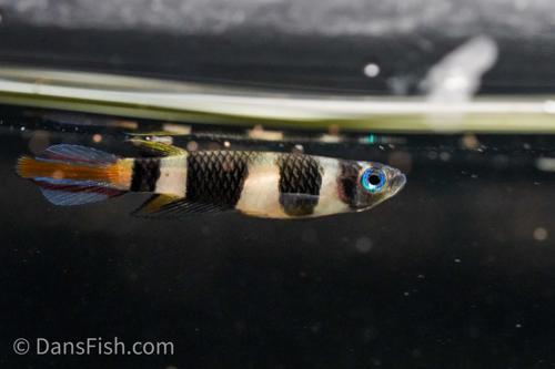 Clown Killifish