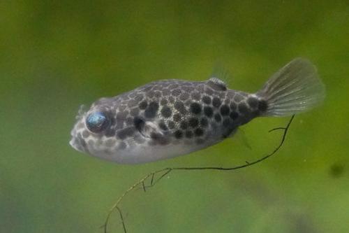 Congo Spotted Puffer