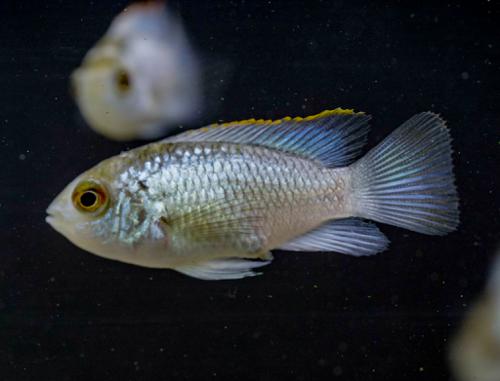 Electric Blue Acara | Get Gills