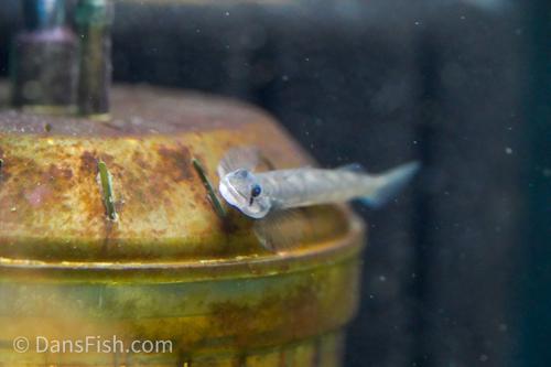 Sicyopus sp. Tank #CC1