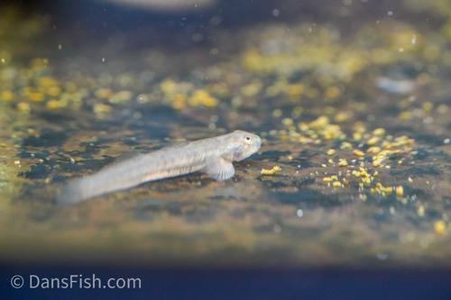 Sicyopus sp. Tank #CC1