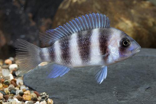 Frontosa African Cichlid Approximately 1-2 Inches USA Bred