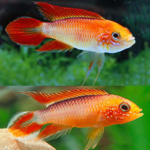 Group of 5 Apistogramma Agassizii Flame Fire Red Dwarf Cichlid