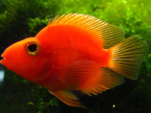 Purple Blood Parrot Cichlid