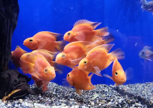 Red Blood Parrot Cichlid