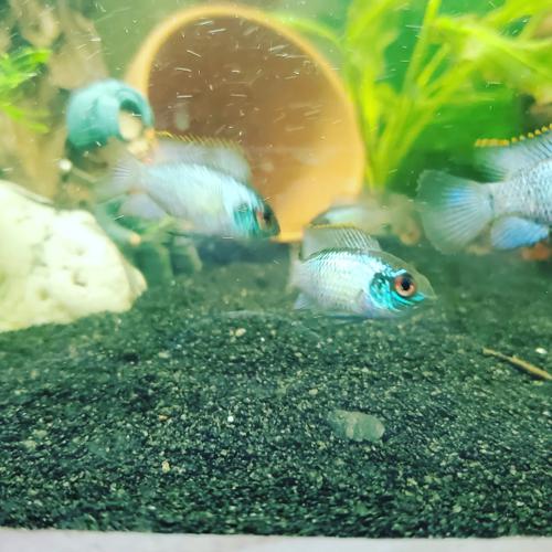 Electric Blue Acara1.5 - 1.75 inch. 6 EBA DEAL - 2 DAY FREE SHIPPING.