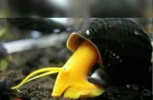 3 Orange Poso Sulawesi Rabbit Snails