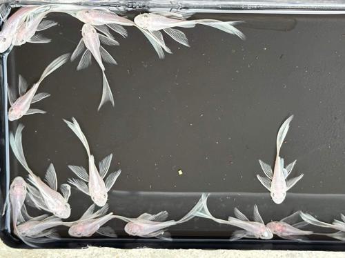 6 Long Fin Snow White Bristlenose