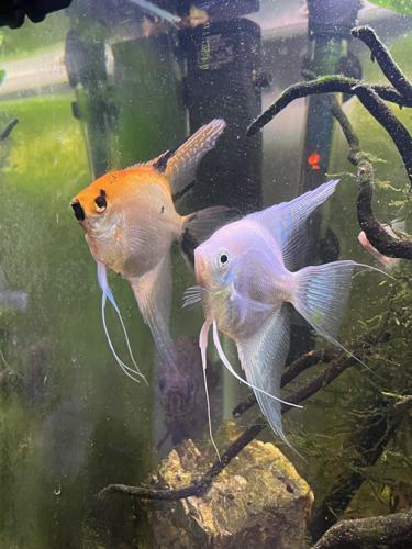 Assorted Juvenile Angelfish For Sale/Platinum blue Gold Koi Mix