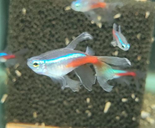 Long Fin neon tetra | Get Gills