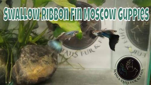 1 Pair of Purple Moscow Ribbon Swallow Fin Guppies