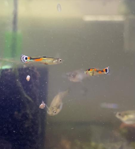 White Peacock Endler 's Livebearer Fry/juvenile Pack